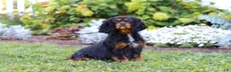 Cavalier King Charles Spaniel dogs for sale: Enzo - Ad 7