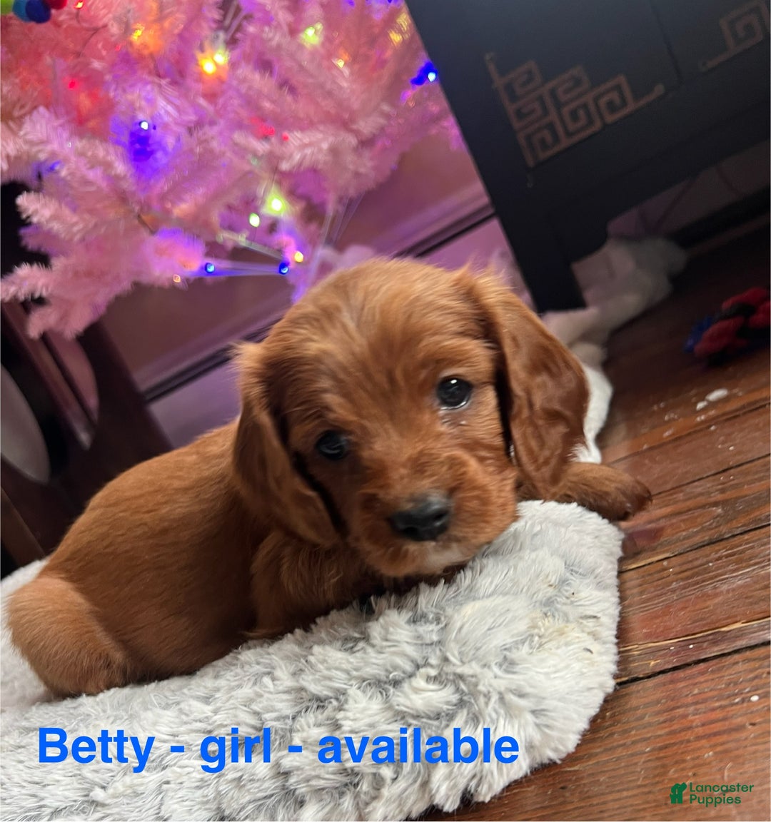 Cavapoo dogs for sale: Betty - Still available  - Ad 8