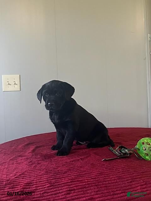 Labrador Retriever dogs Trixie - Ad 14