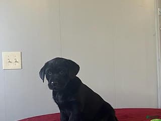 Labrador Retriever dogs Trixie - Ad 21