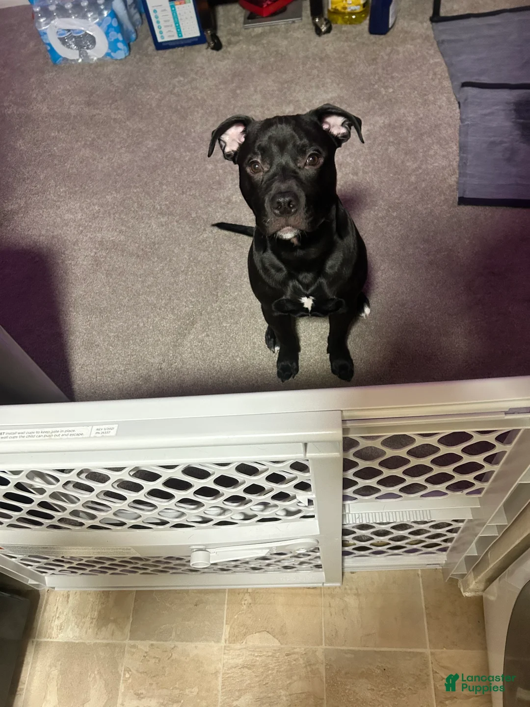 Mixed Breed dogs for sale: Midnight - Ad 2