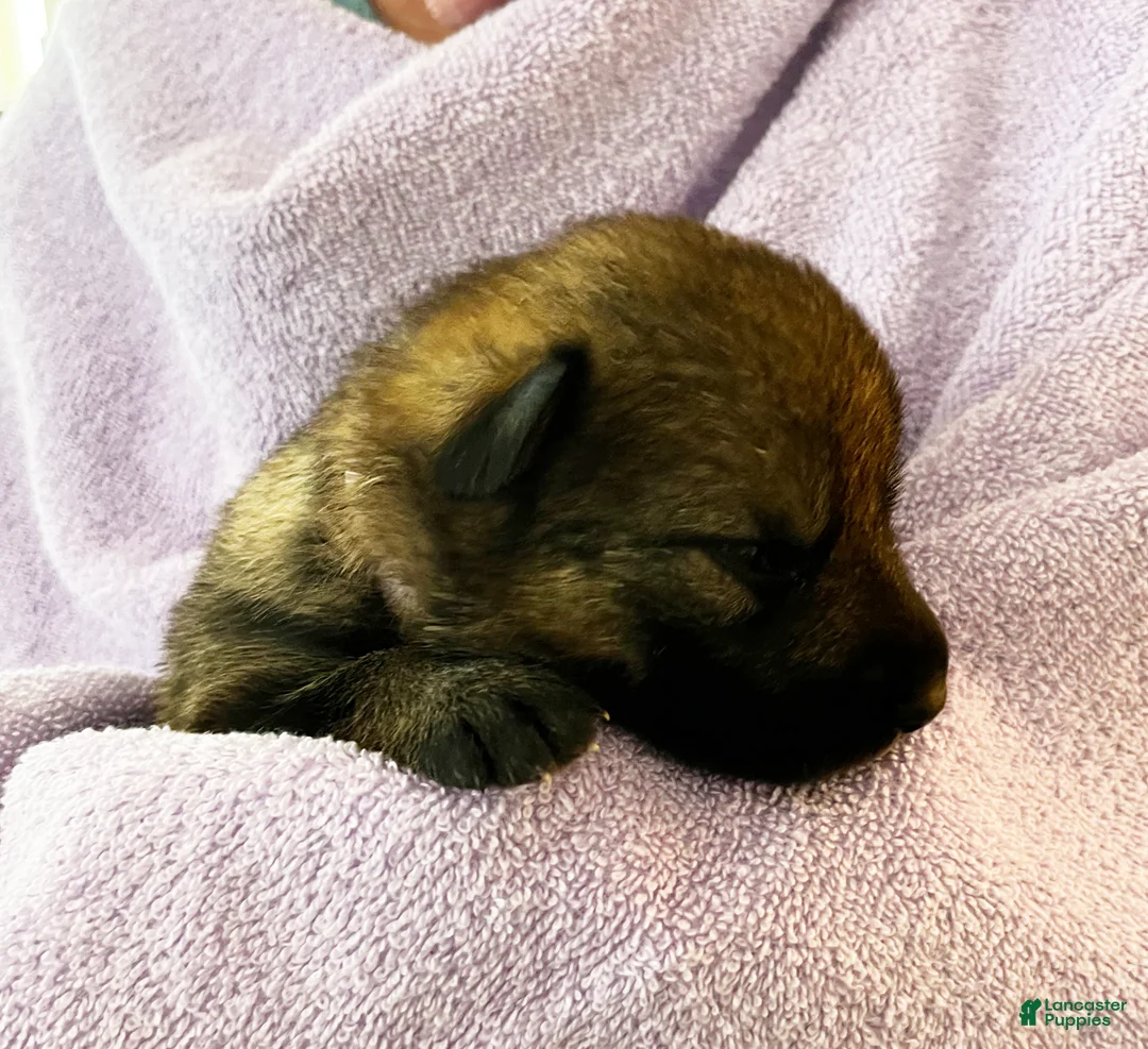 German Shepherd dogs for sale: Purple Boy - Ad 3