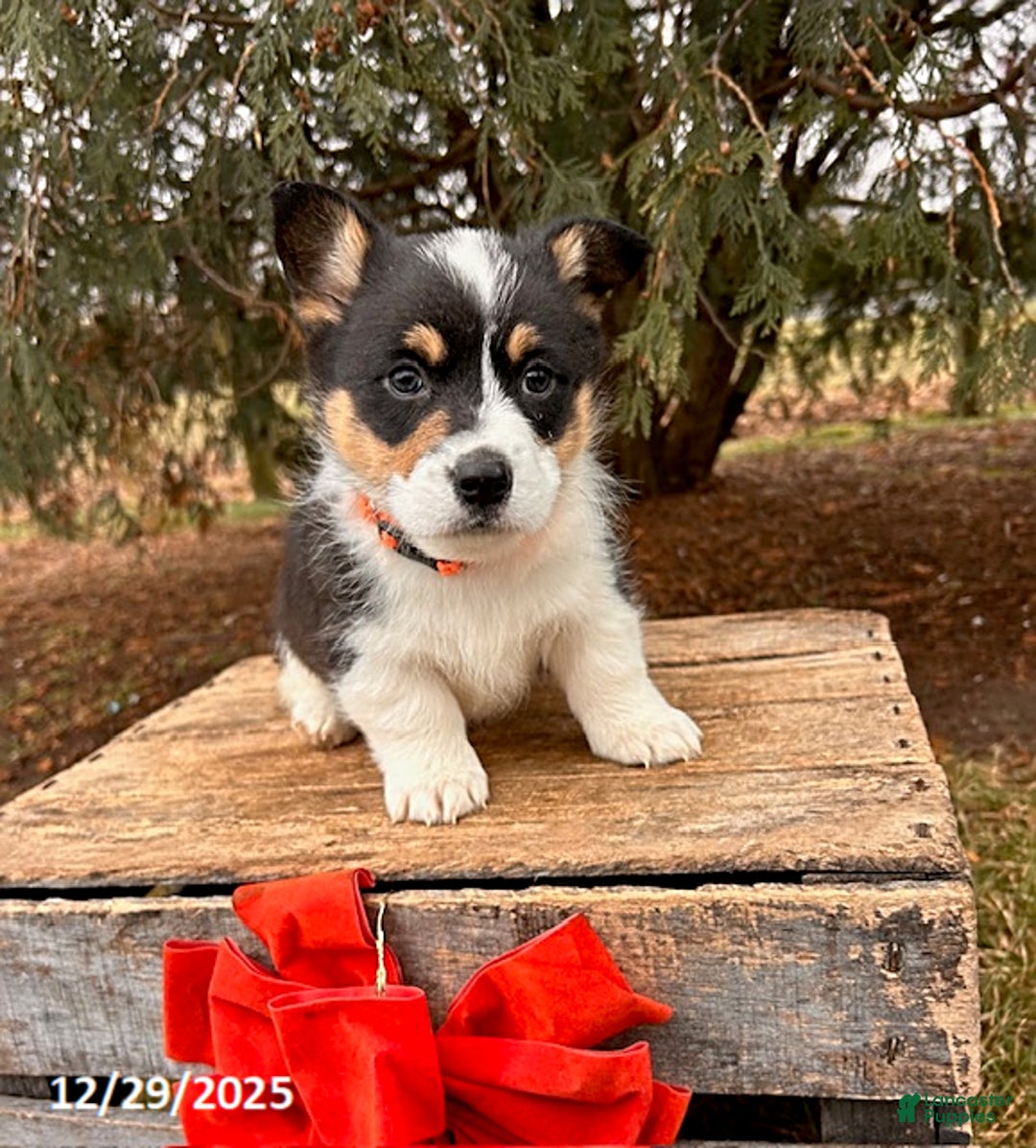 Welsh Corgi Pembroke dogs for sale: Casper - Ad 2