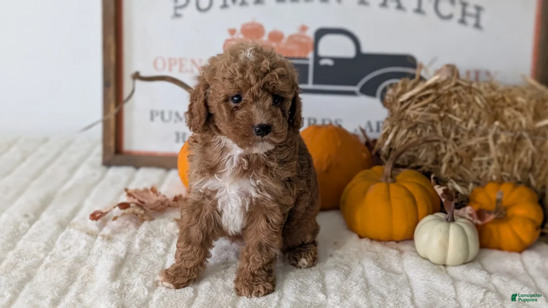Mini Goldendoodle dogs for sale: Avery - Ad 1