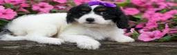 Cavapoo dogs for sale: Priscilla🌸 - Ad 20