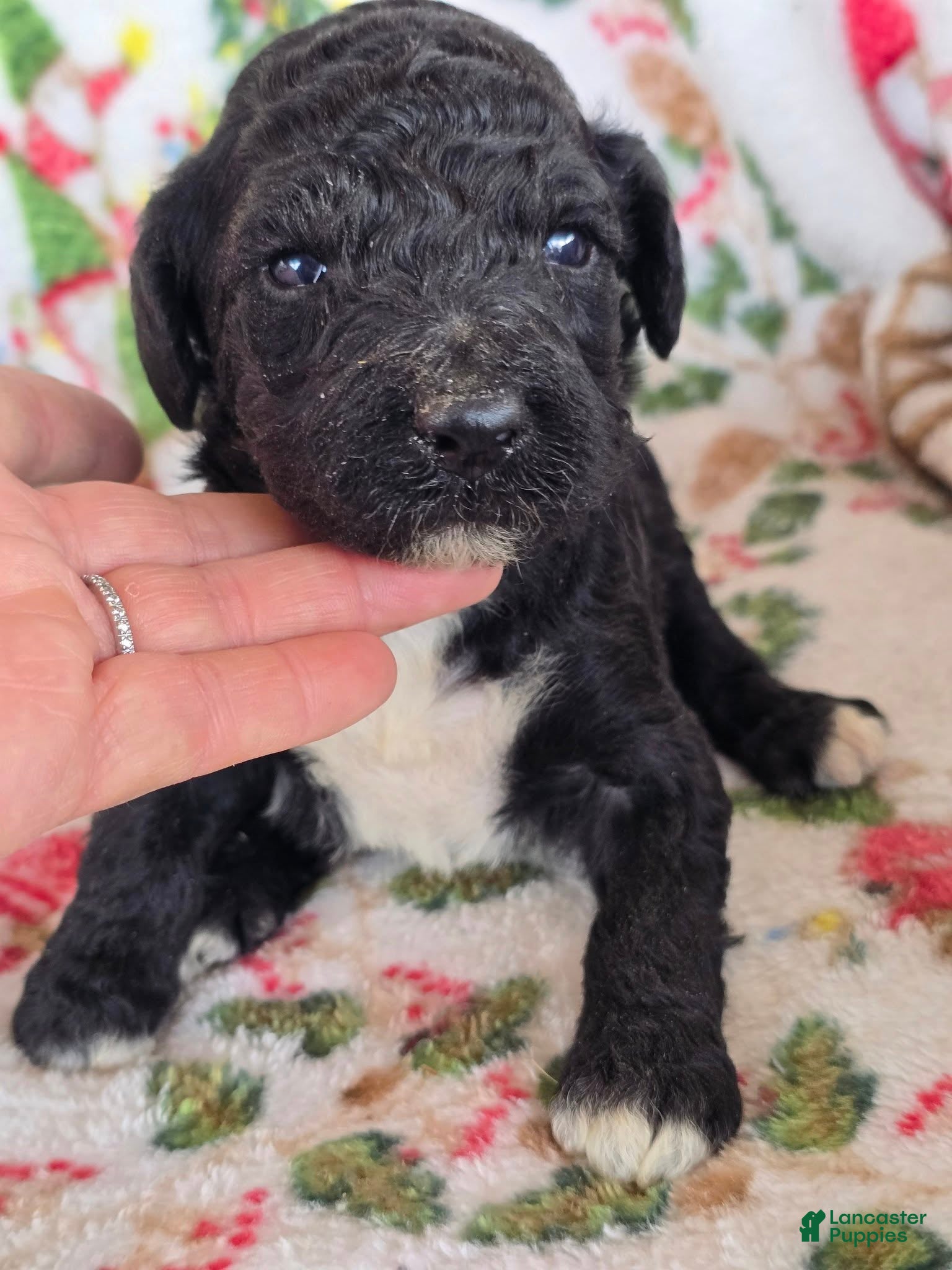 Labradoodle dogs Labradoodle Puppy Black male - Ad 25
