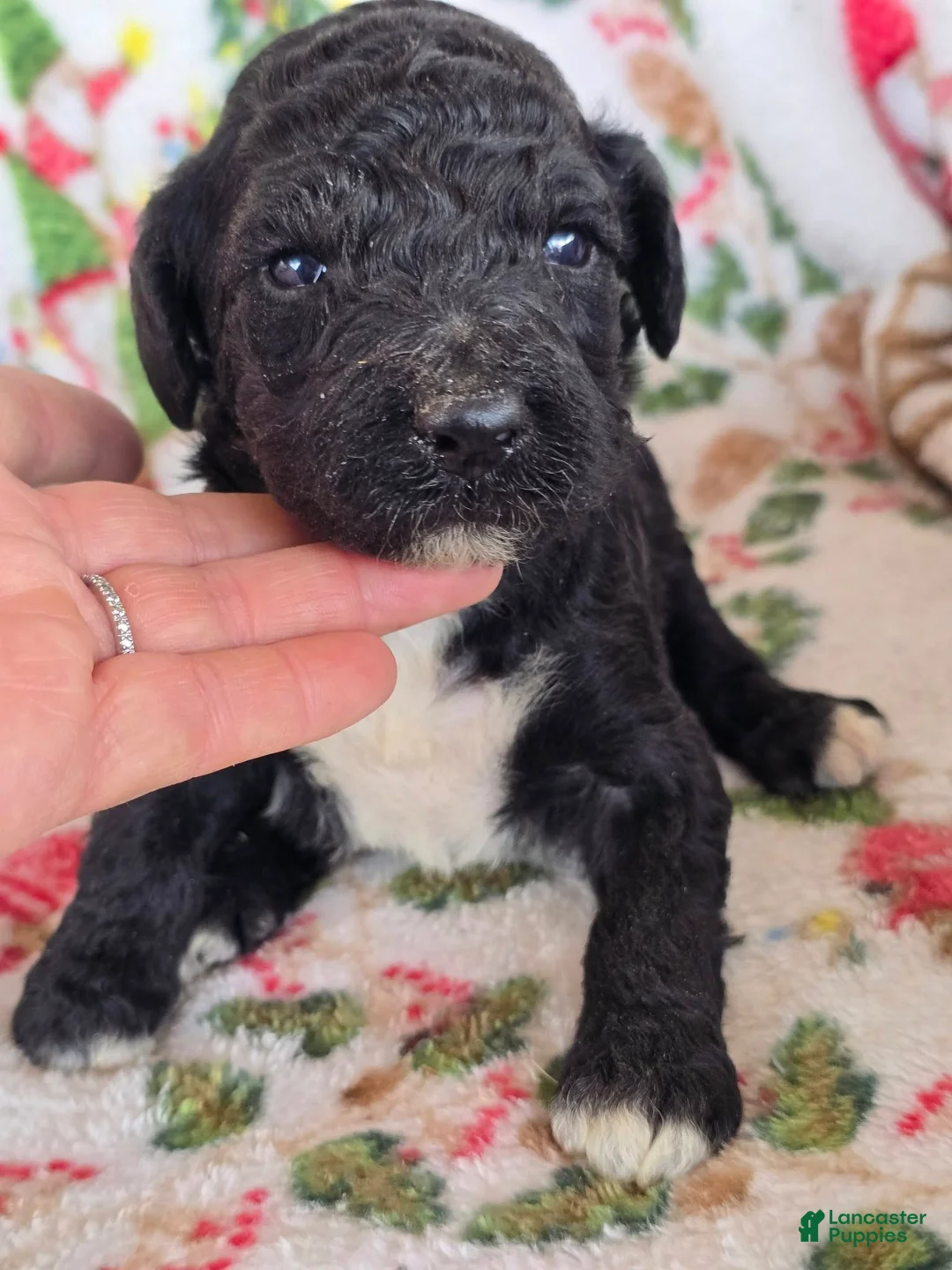 Labradoodle dogs for sale: Labradoodle Puppy Black male - Ad 1