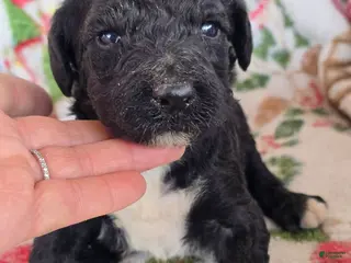 Labradoodle dogs Labradoodle Puppy Black male - Ad 17