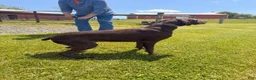 German Shorthaired Pointer dogs for sale: German Shorthaired Pointer Puppy 1 - Ad 3
