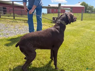 German Shorthaired Pointer dogs German Shorthaired Pointer Puppy 1 - Ad 30