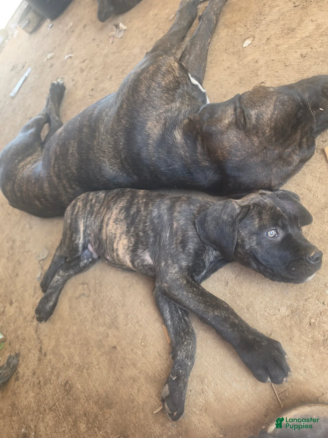Cane Corso dogs for sale: Black brindle Cane Corso - Ad 2