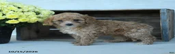 Shihpoo dogs for sale: Josie - Ad 3
