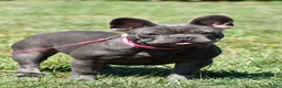 Mixed Breed dogs for sale: Harvey - Ad 7