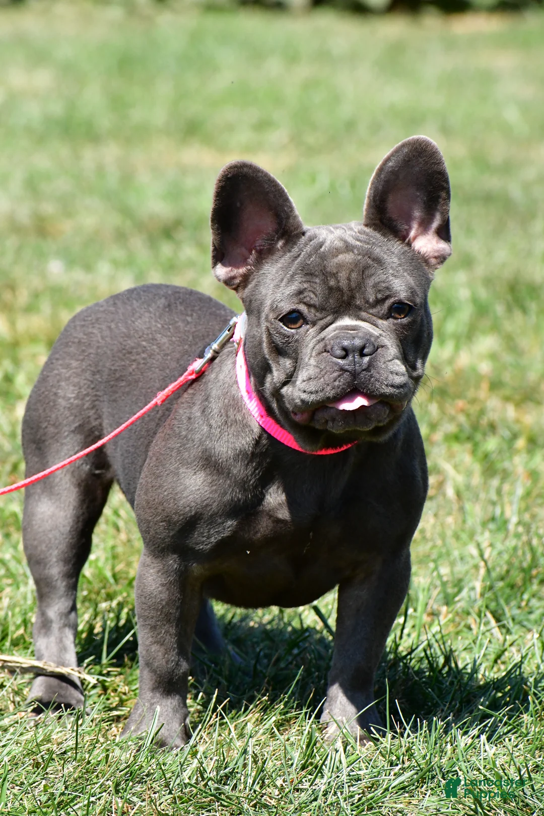 Mixed Breed dogs for sale: Harvey - Ad 7
