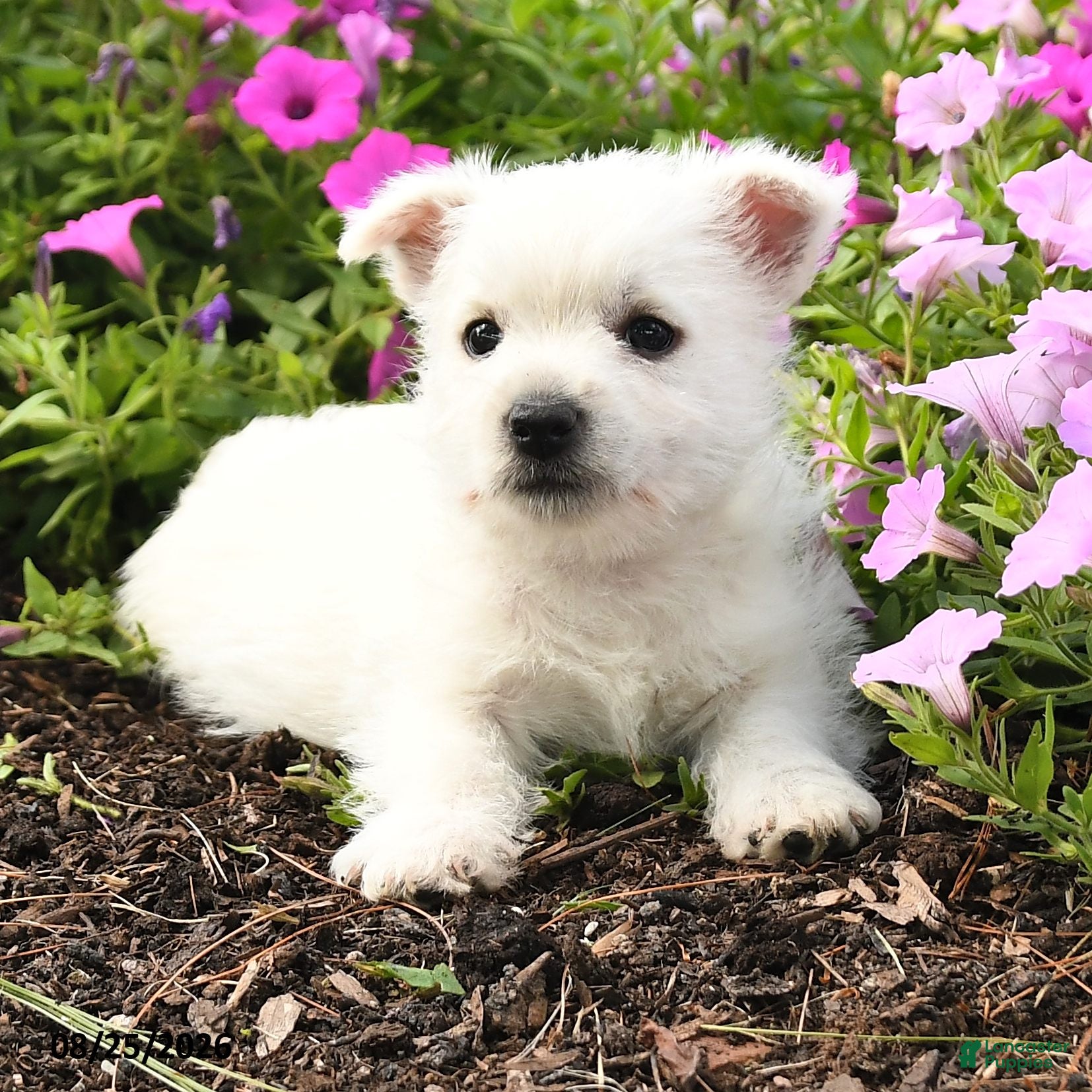 West Highland Terrier dogs Julie  - Ad 2