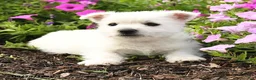 West Highland Terrier dogs for sale: Julie  - Ad 2