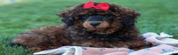 Miniature Poodle dogs for sale: MARSHALL - Ad 8