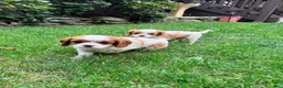 Cavalier King Charles Spaniel dogs for sale: Curly - Ad 5