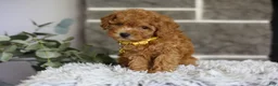 Toy Poodle dogs for sale: Amara  - Ad 5