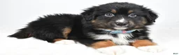 Miniature Australian Shepherd dogs for sale: Landon - Ad 2