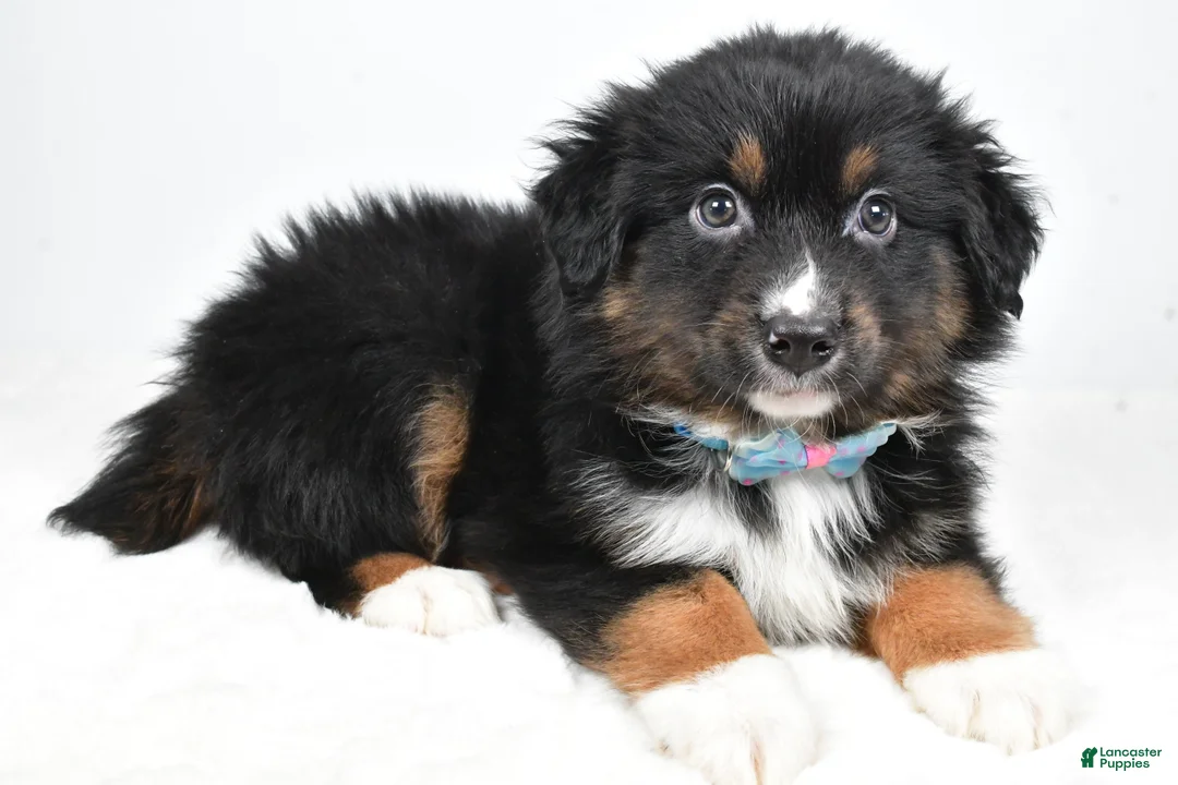 Miniature Australian Shepherd dogs for sale: Landon - Ad 2