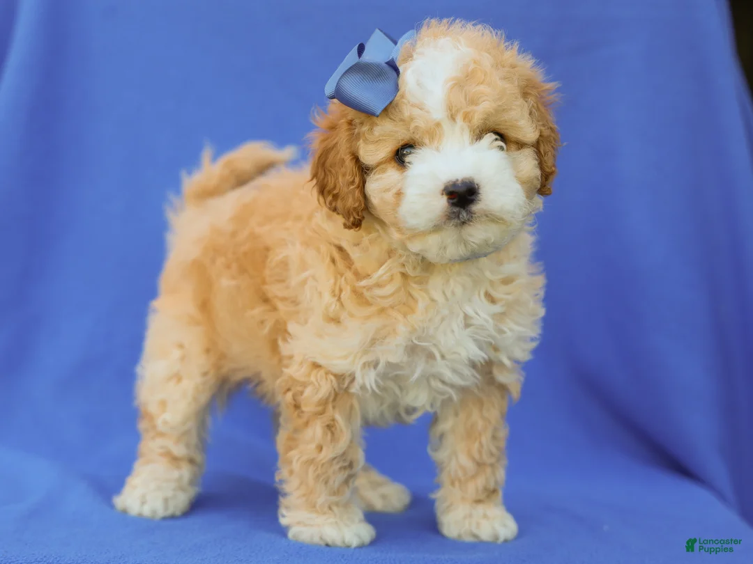 Cavapoo dogs for sale: Ivo F1B Cavapoo Pup - Ad 2
