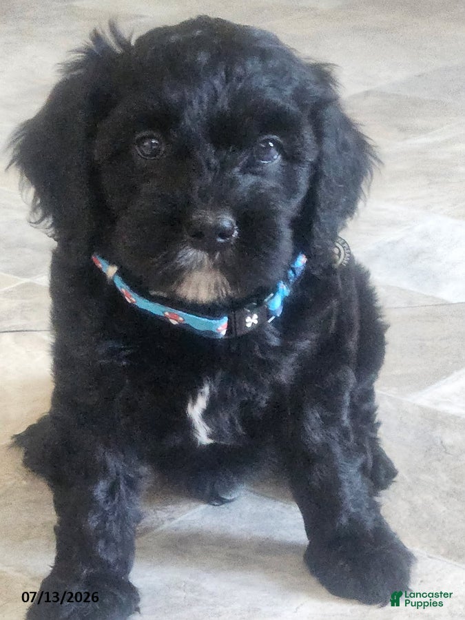Cavapoo dogs Gus - Ad 1