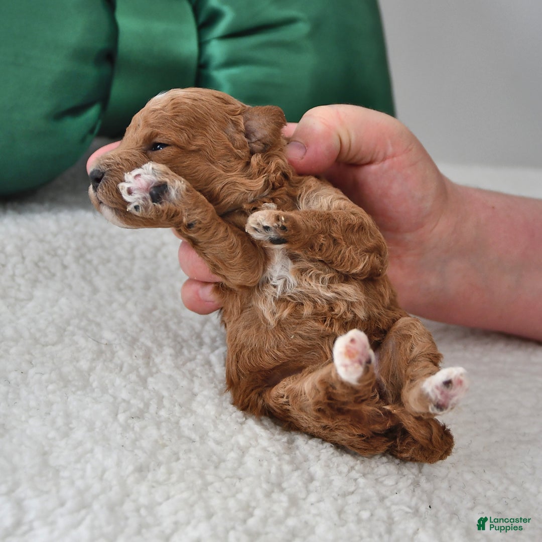 Mini Goldendoodle dogs for sale: Pippa - Ad 3