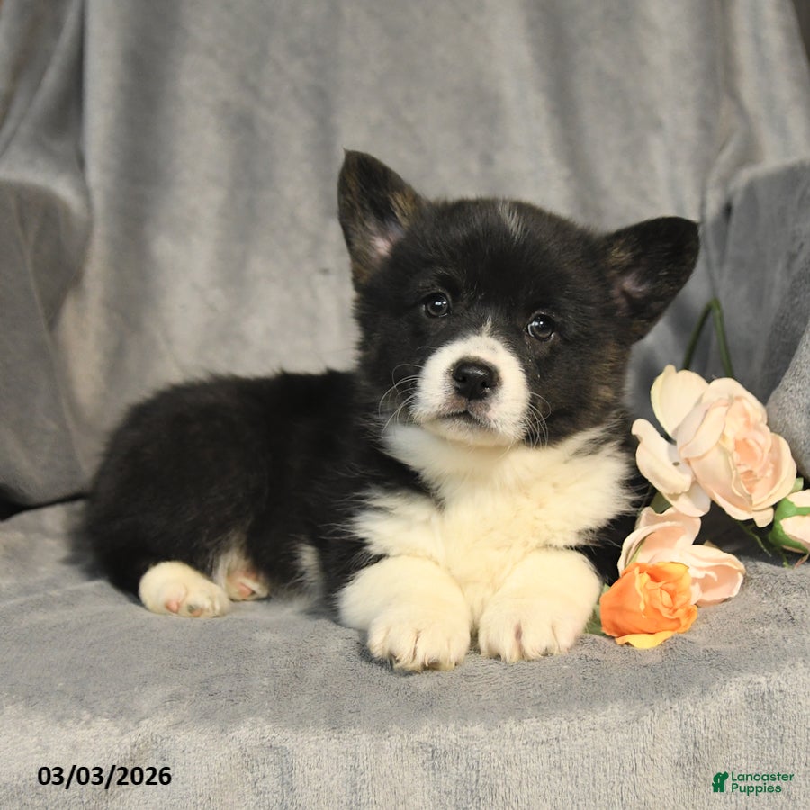 Welsh Corgi Pembroke dogs Bailey - Ad 2