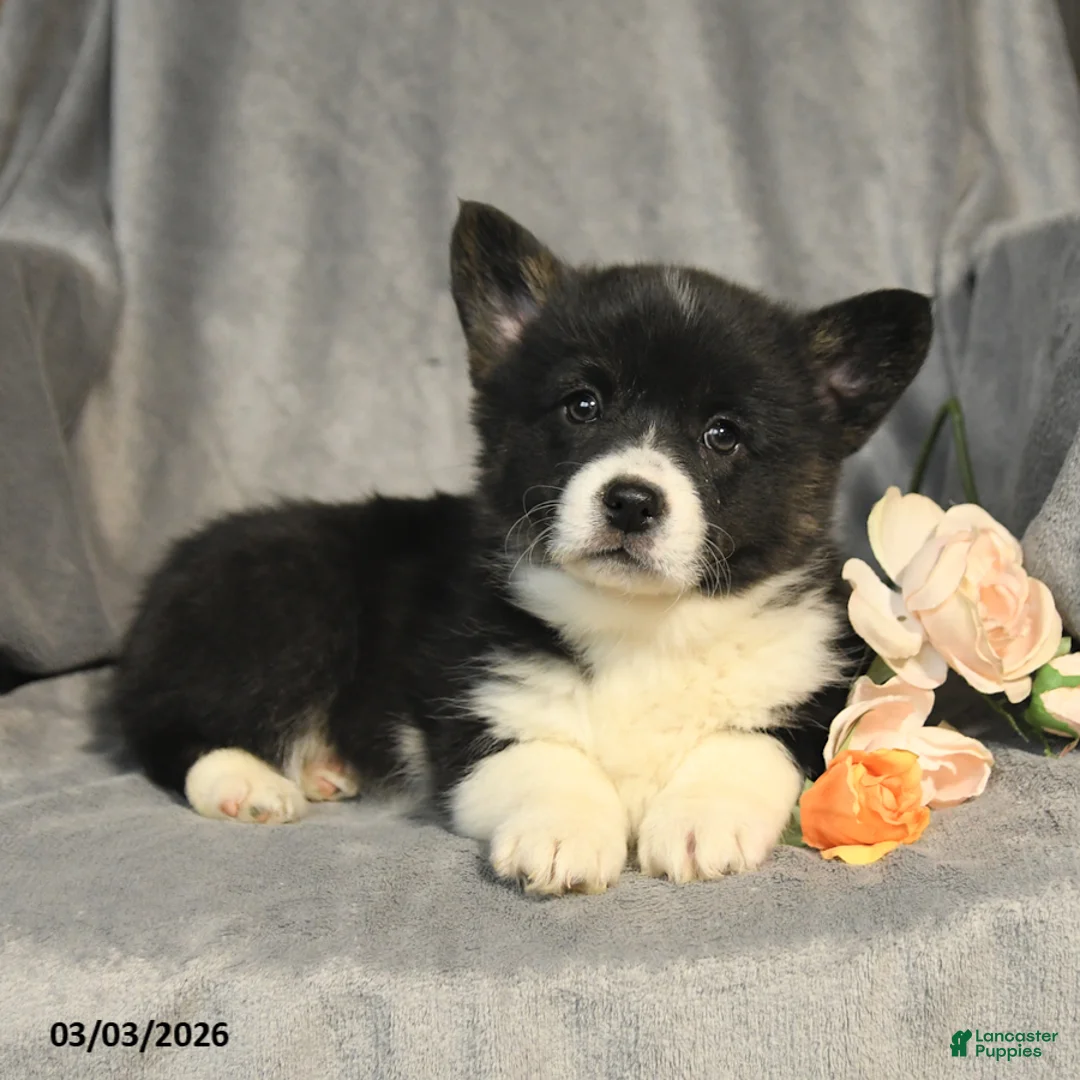 Welsh Corgi Pembroke dogs for sale: Bailey - Ad 2