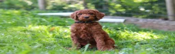 Standard Poodle dogs for sale: Kobe AKC - Ad 4