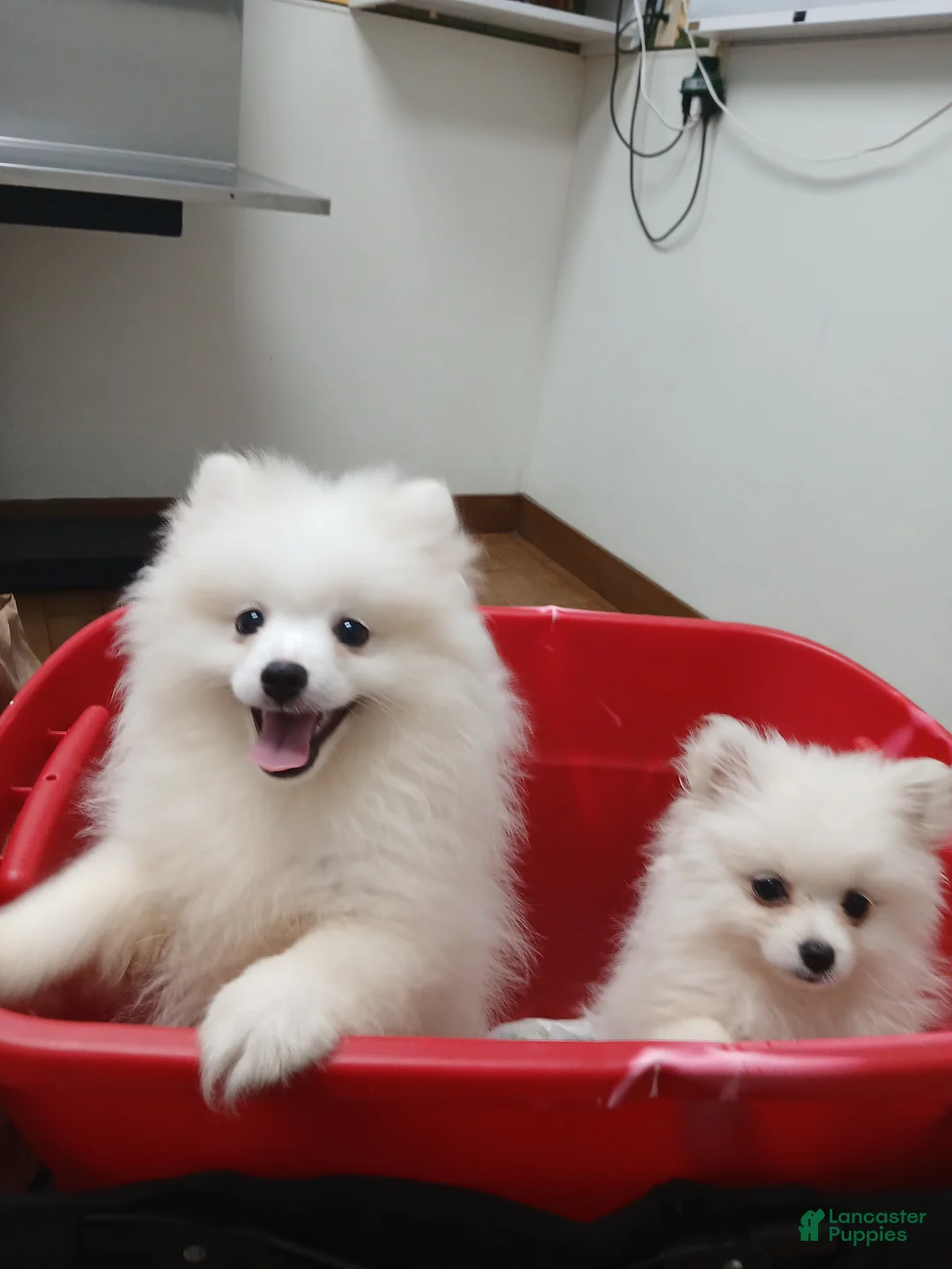 Pomeranian dogs for sale: AKC Benji - Ad 1