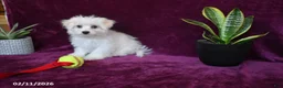 Maltese dogs for sale: Jasper - Ad 11