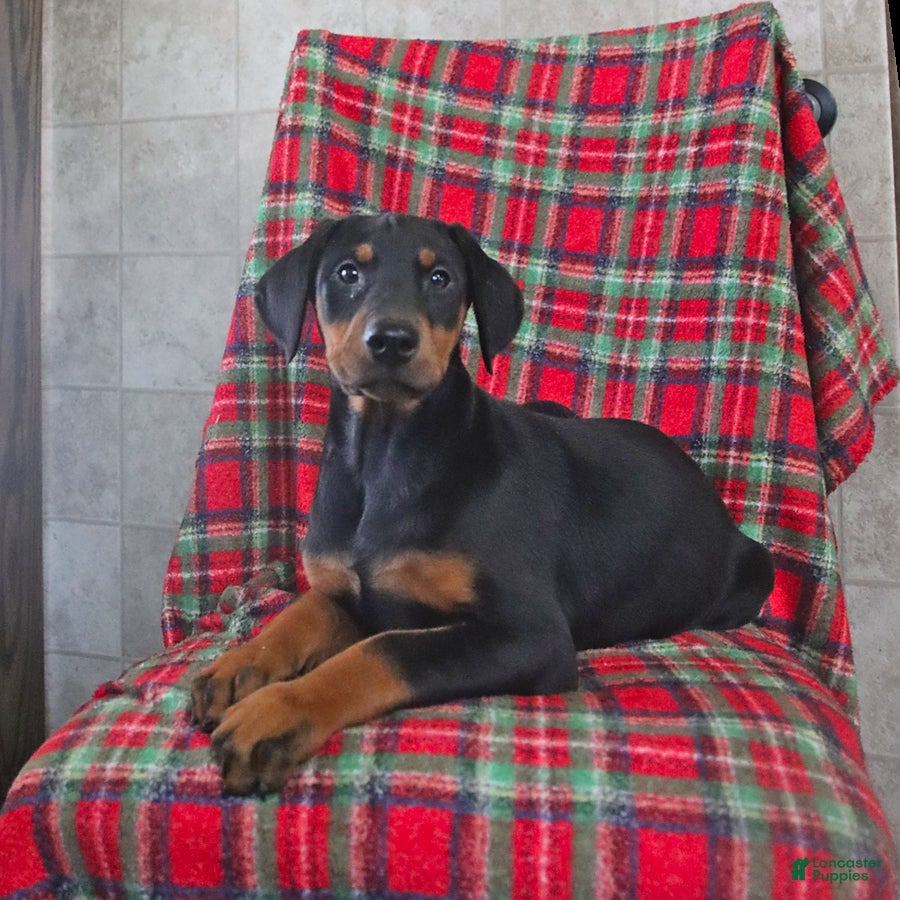 Doberman Pinscher dogs Flora   - Ad 1