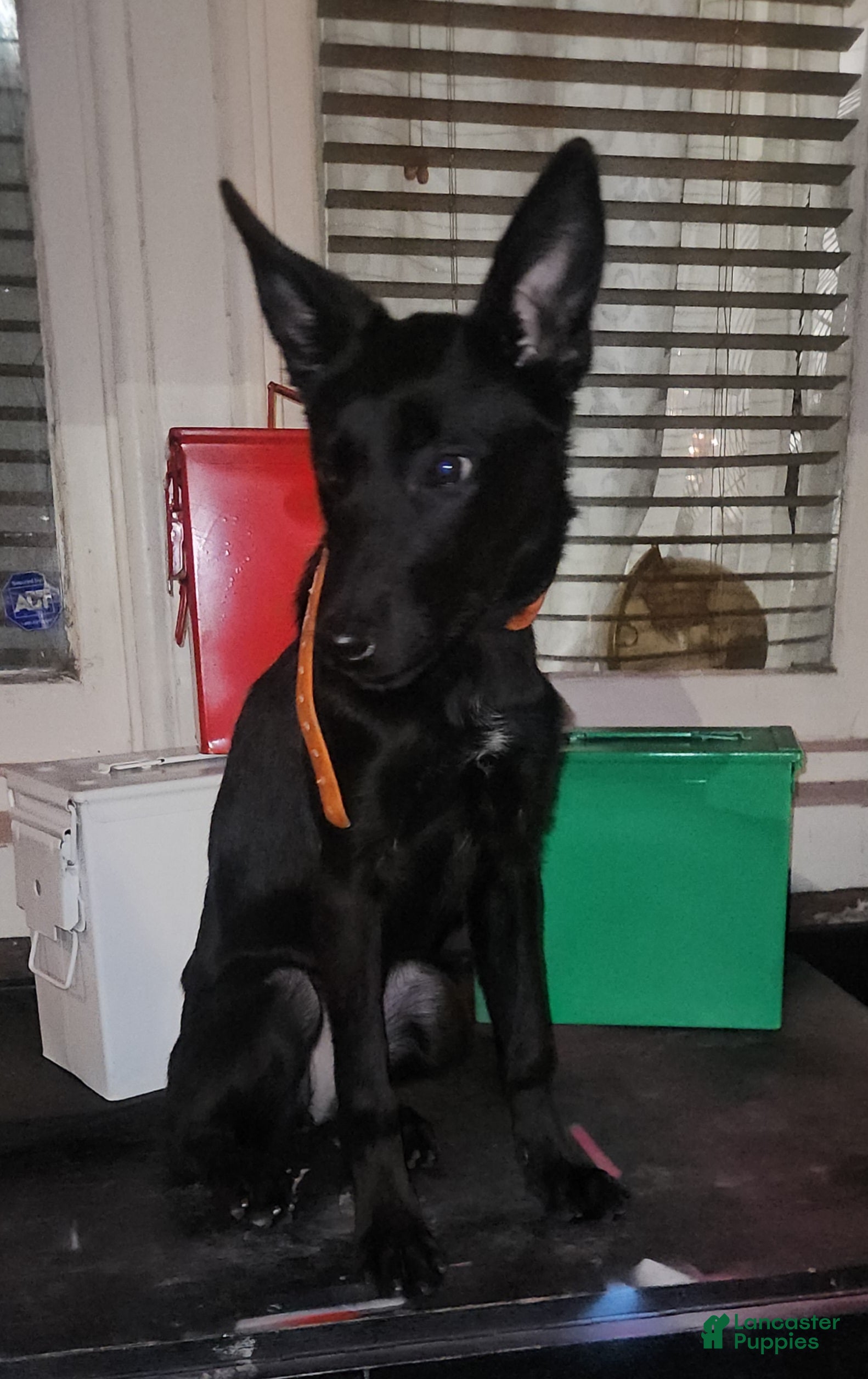 Belgian Malinois dogs Amber - Ad 5