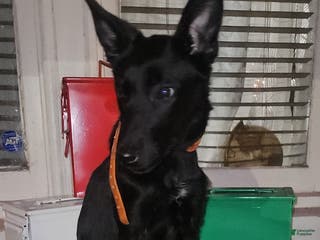 Belgian Malinois dogs Amber - Ad 37