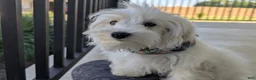 Maltese dogs for sale: Hale 7 lbs Full Grown - Ad 3
