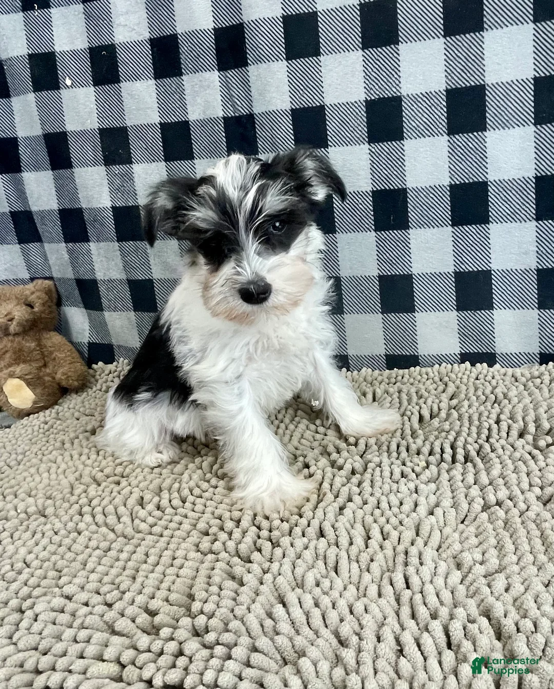 Miniature Schnauzer dogs for sale: Shelly - Ad 7