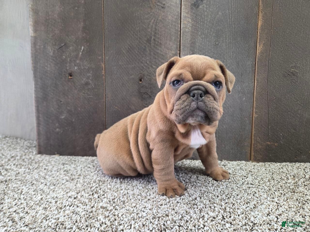English Bulldog dogs Kona - Ad 1