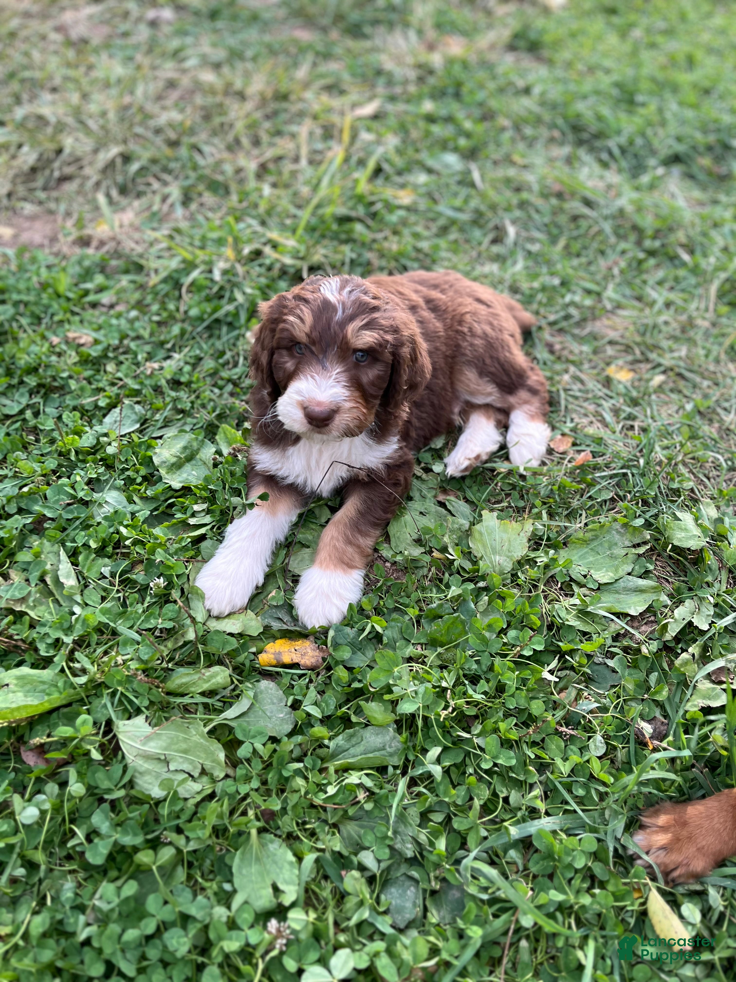 Aussiedoodle dogs for sale: Theo - Ad 1
