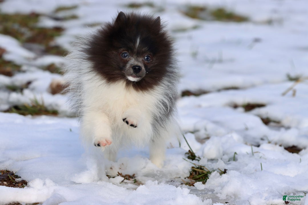 Pomeranian dogs for sale: Sir Plushy - Ad 2
