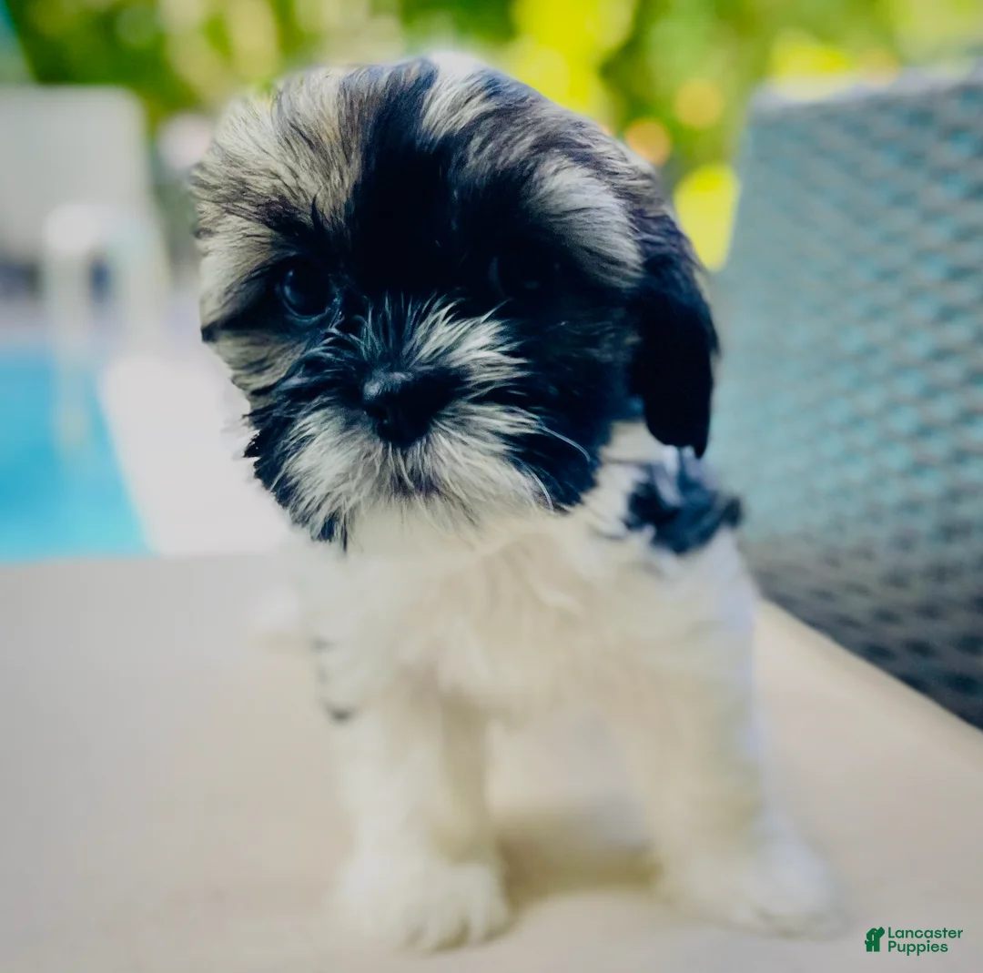 Mixed Breed dogs for sale: Lila - Ad 1