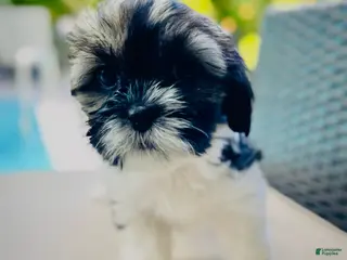 Mixed Breed dogs Lila - Ad 38