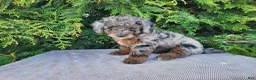 Mini Bernedoodle dogs for sale: Leasha - Ad 3