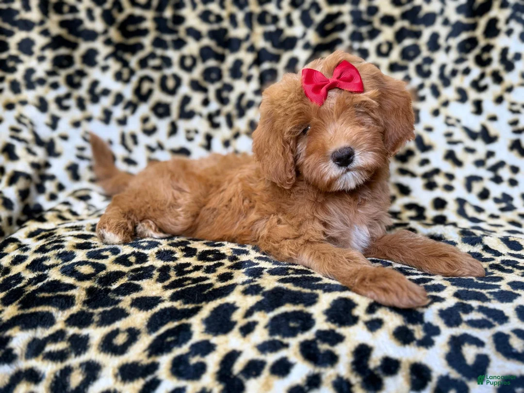 Cavapoo dogs for sale: Sassy - Ad 10