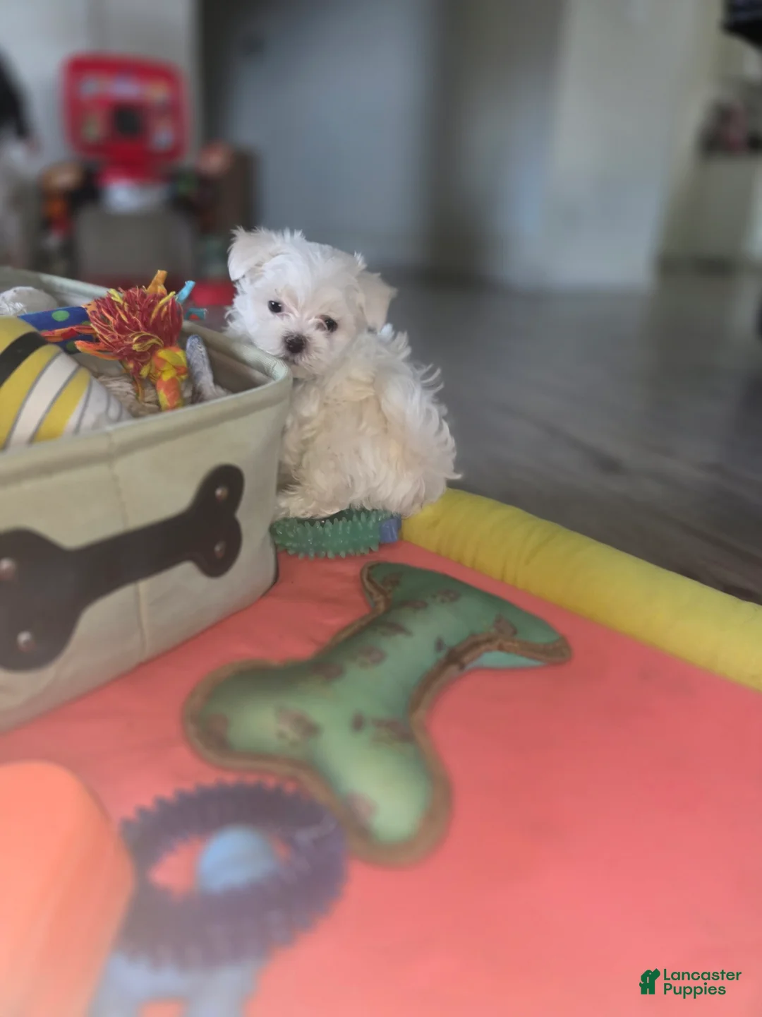 Maltese dogs for sale: 🐾 Male Maltese Puppy – Playful, Charming & Tiny - Ad 4
