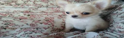 Chihuahua dogs for sale: Applehead boy Hand Delivery  - Ad 3