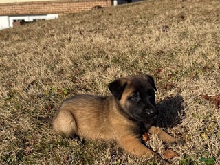 Belgian Malinois dogs Belgian Malinois Puppy 7 - Ad 42