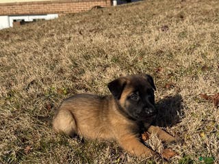 Belgian Malinois dogs Belgian Malinois Puppy 7 - Ad 9