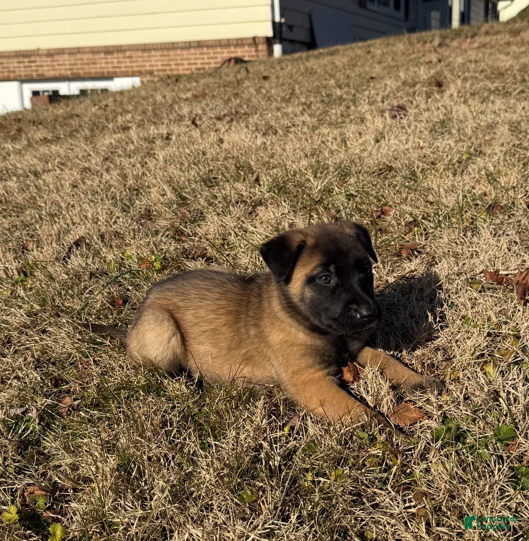 Belgian Malinois dogs for sale: Belgian Malinois Puppy 7 - Ad 1